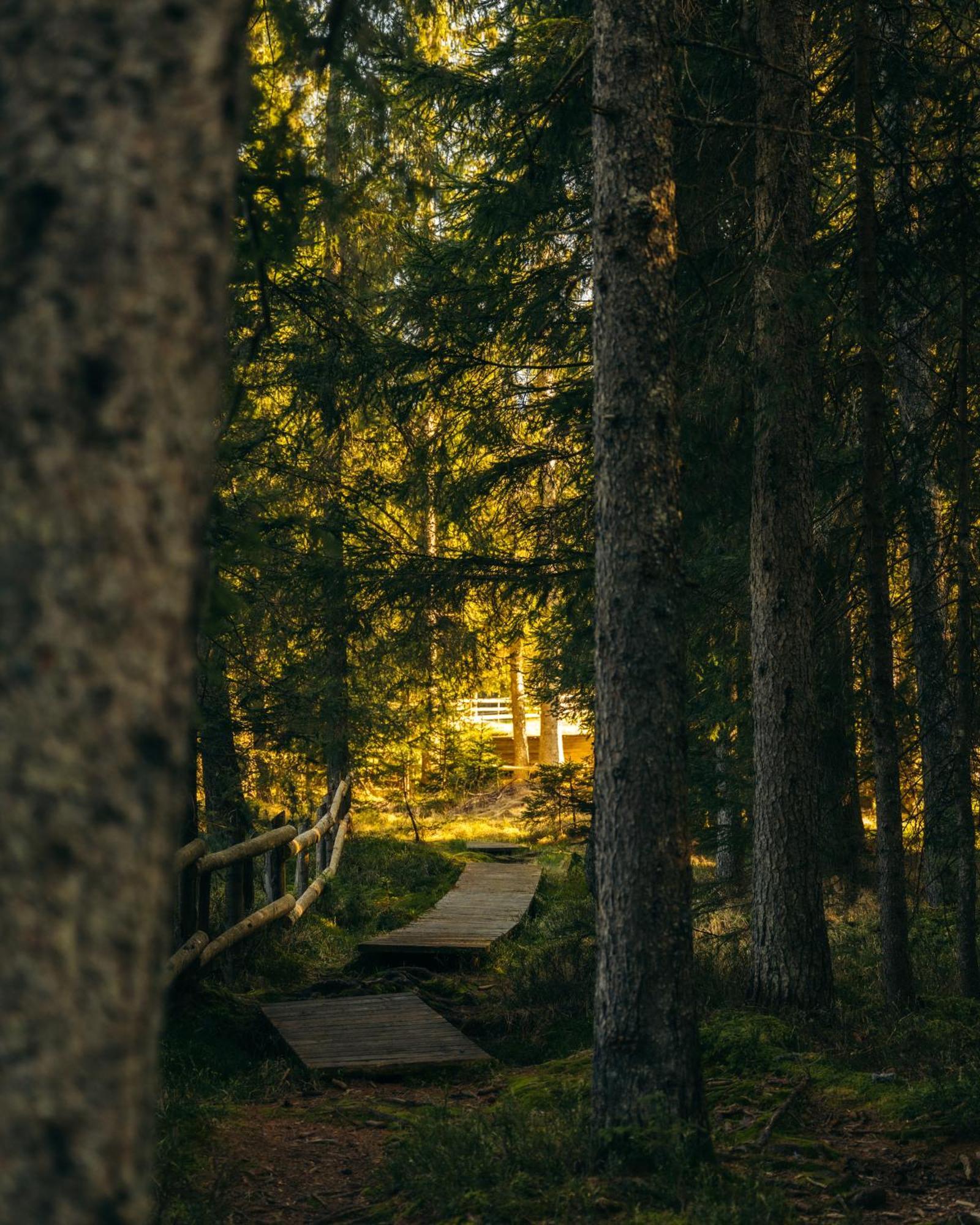Forest Apartments Pokljuka Zgornje Gorje Exterior foto